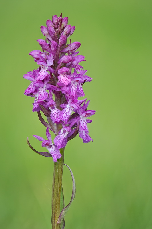 Dactylorhiza varie, pi o meno determinate