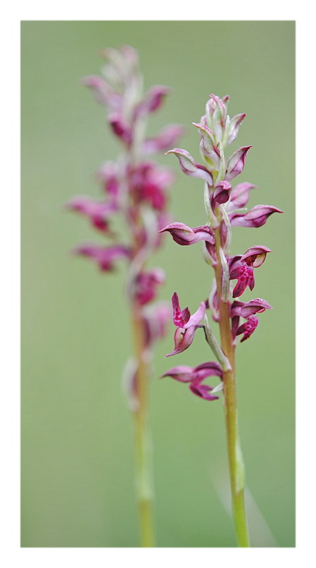 Orchidee Venete 2013 - 1