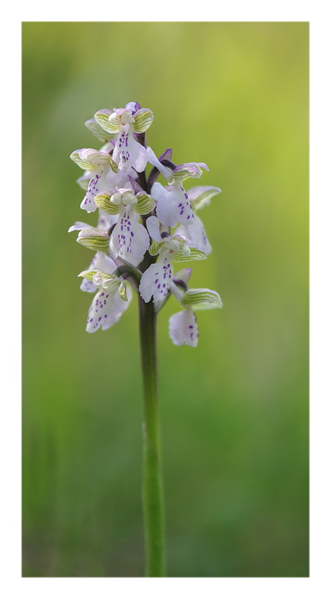 Orchidee Venete 2016 - 1