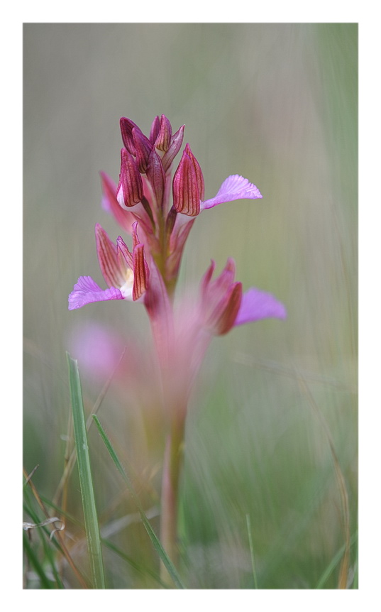 Orchidee Venete 2014 - 1