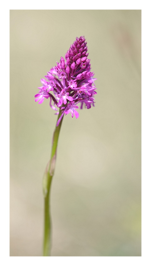 Orchidee Venete 2014 - 1