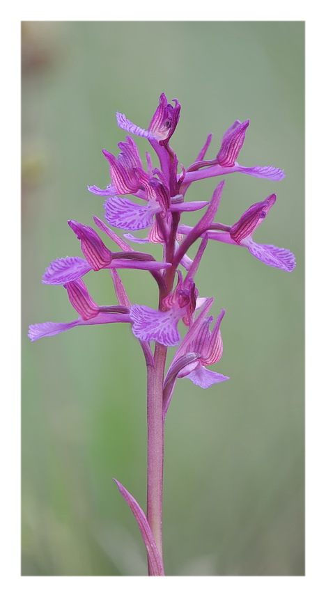 Orchidee Venete 2016 - 1