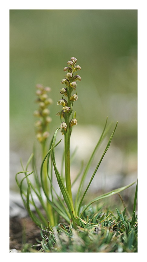 Orchidee Venete 2014 - 2