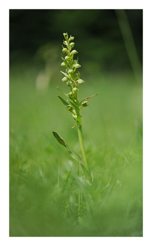 Orchidee Venete 2014 - 2