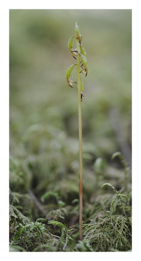 ORCHIDEE VENETE 2015 - 2