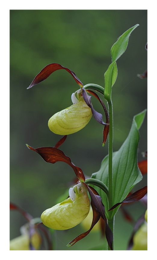 Orchidee Venete 2014 - 2