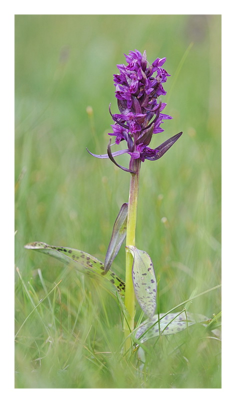 Orchidee Venete 2013 - 2