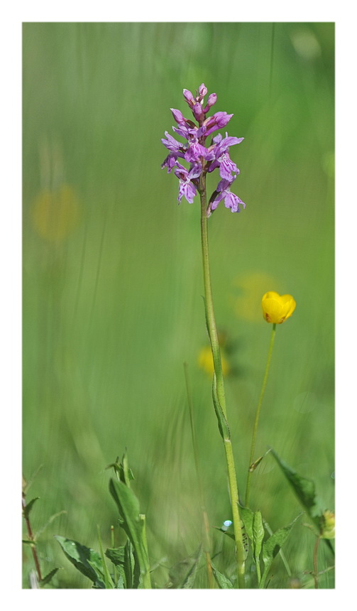 Orchidee Venete 2014 - 2