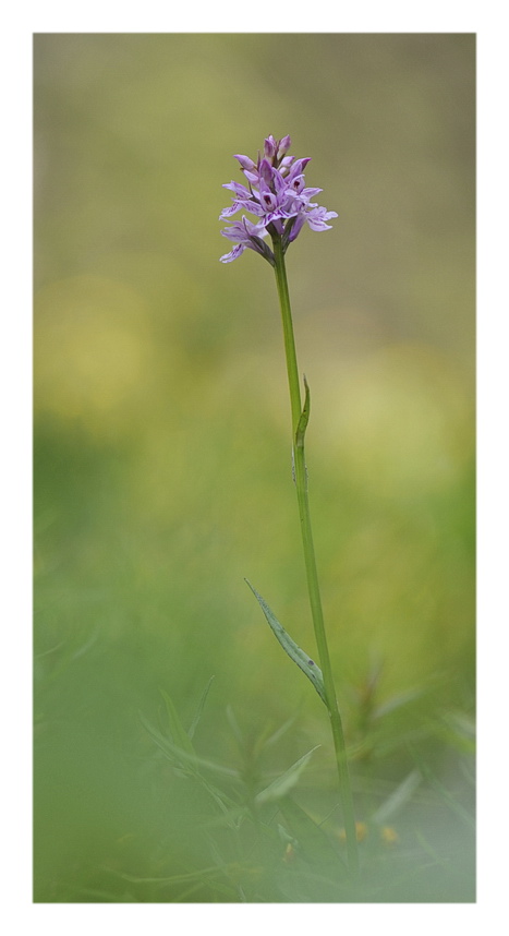 ORCHIDEE VENETE 2015 - 2