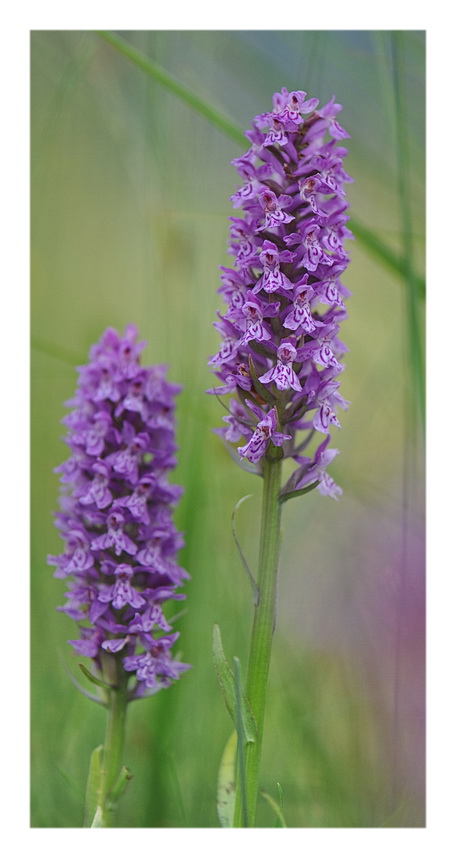 Orchidee Venete 2014 - 2