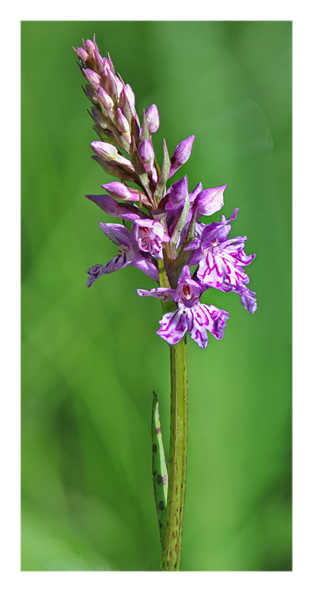 Orchidee Venete 2016 - 3