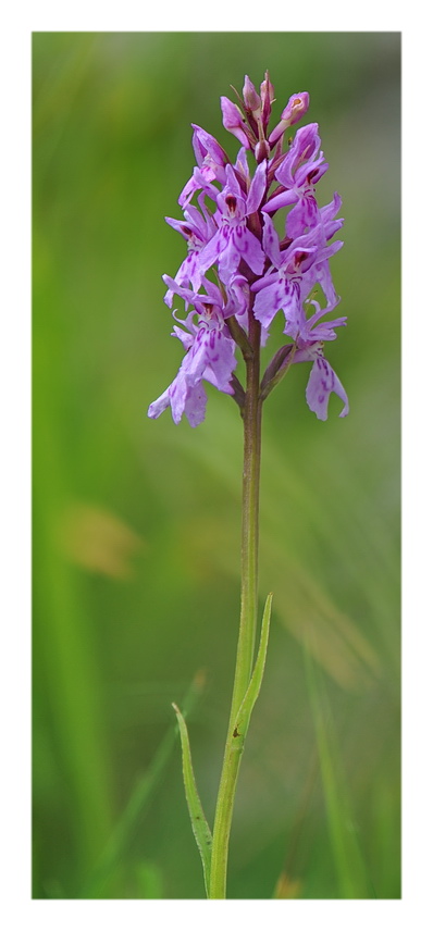 Orchidee Venete 2016 - 3