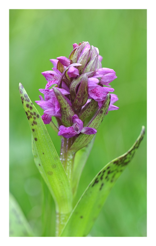 Orchidee Venete 2014 - 2
