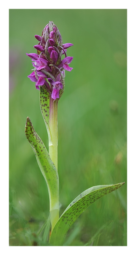 Orchidee Venete 2016 - 3