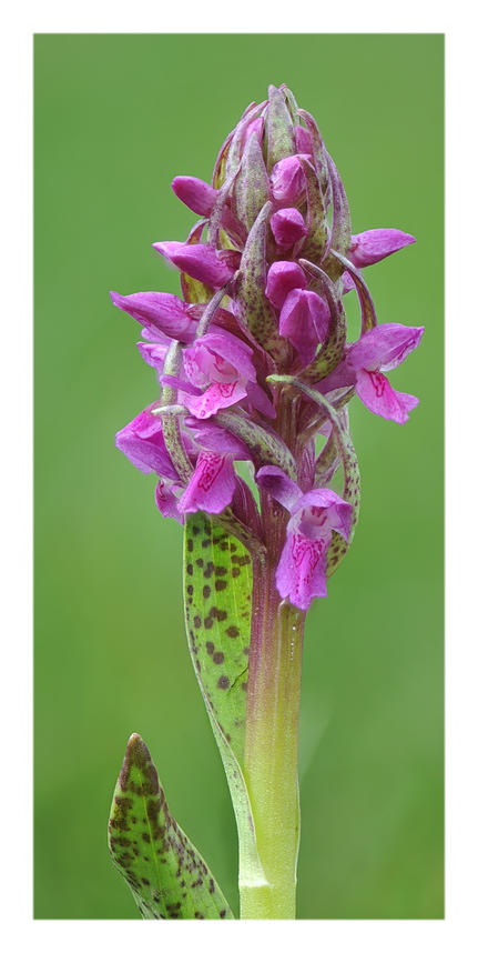 Orchidee Venete 2016 - 3