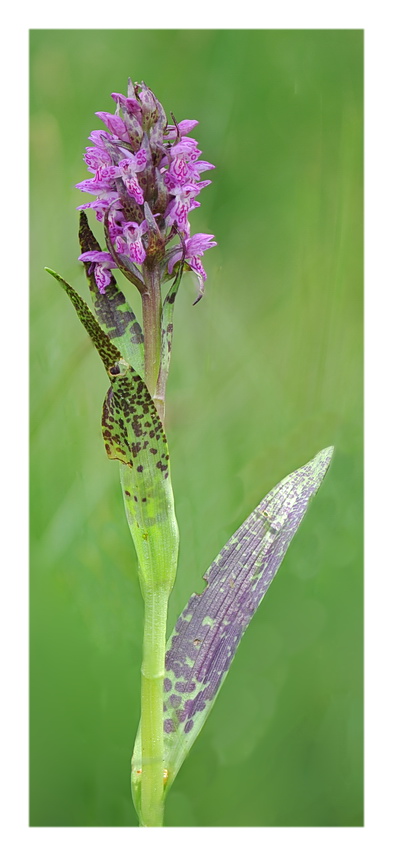 Orchidee Venete 2016 - 3