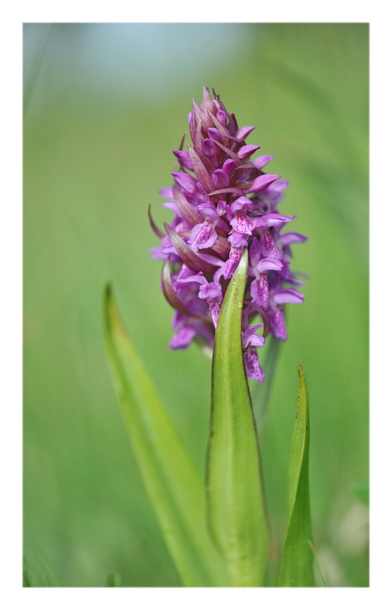 Orchidee Venete 2014 - 2