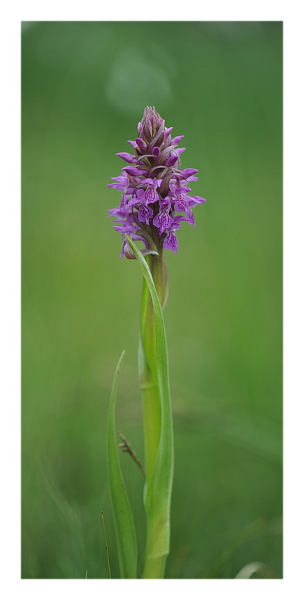 ORCHIDEE VENETE 2015 - 2
