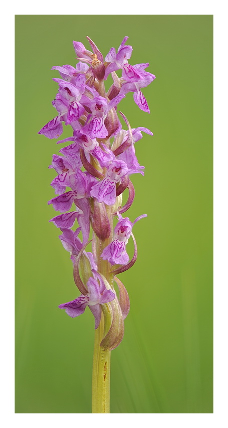 Orchidee Venete 2016 - 3