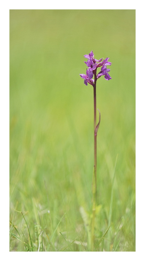 Orchidee Venete 2014 - 2