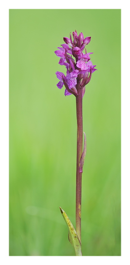 Orchidee Venete 2016 - 3