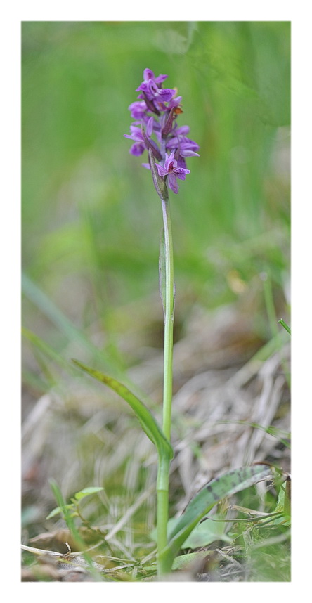 Orchidee Venete 2014 - 2