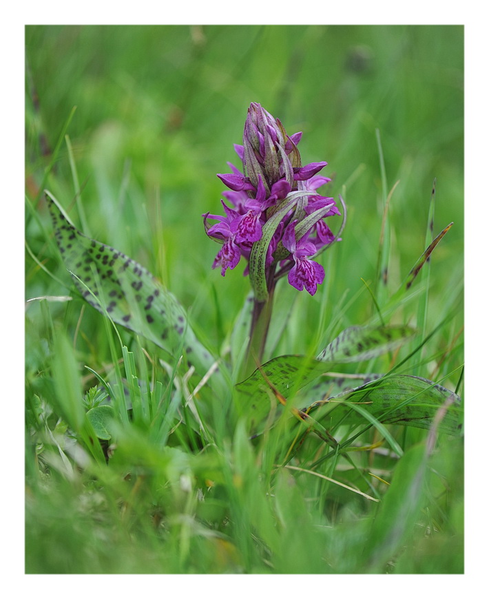 Orchidee Venete 2014 - 2