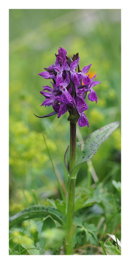 ORCHIDEE VENETE 2015 - 2
