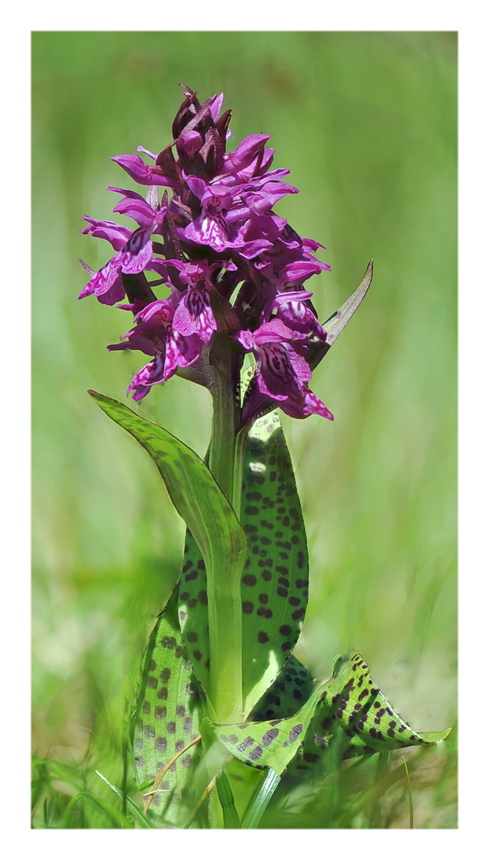 Orchidee Venete 2016 - 3