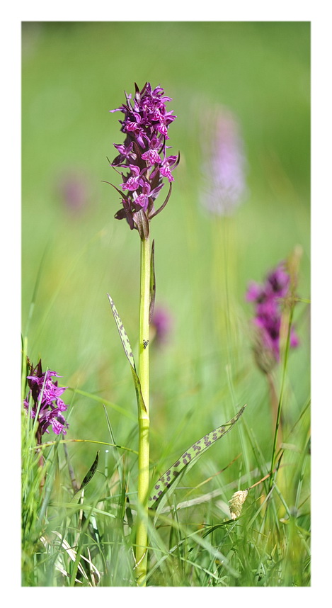 Orchidee Venete 2014 - 2