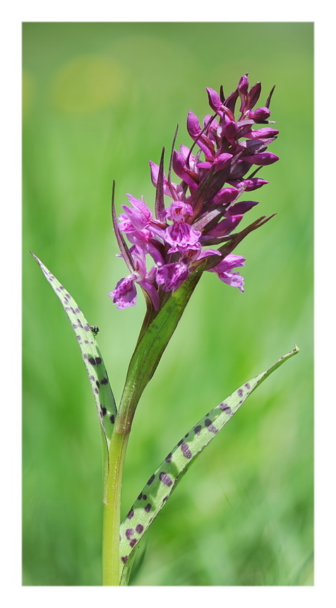 Orchidee Venete 2016 - 3
