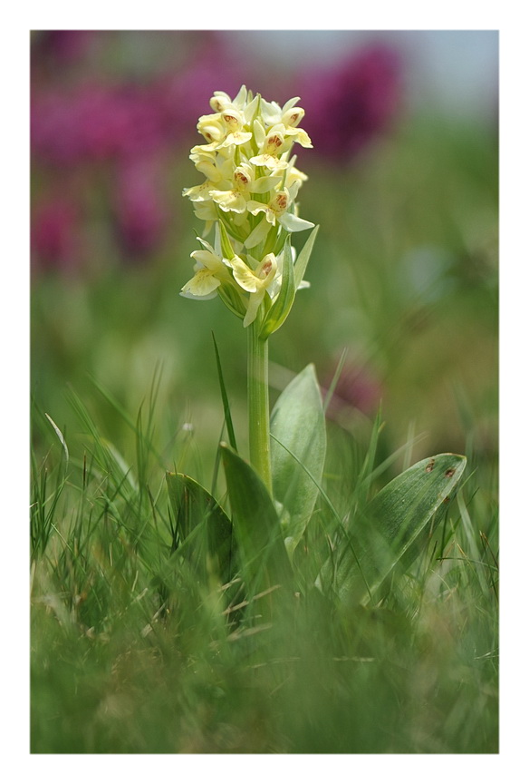Orchidee Venete 2014 - 2