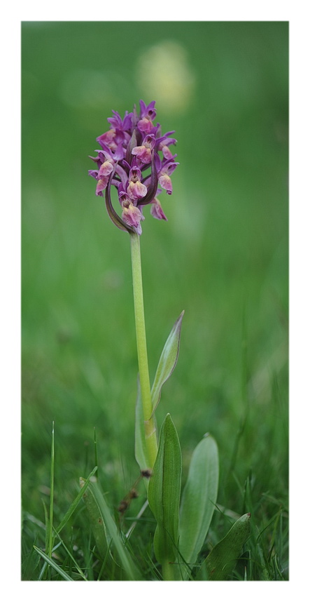 ORCHIDEE VENETE 2015 - 2