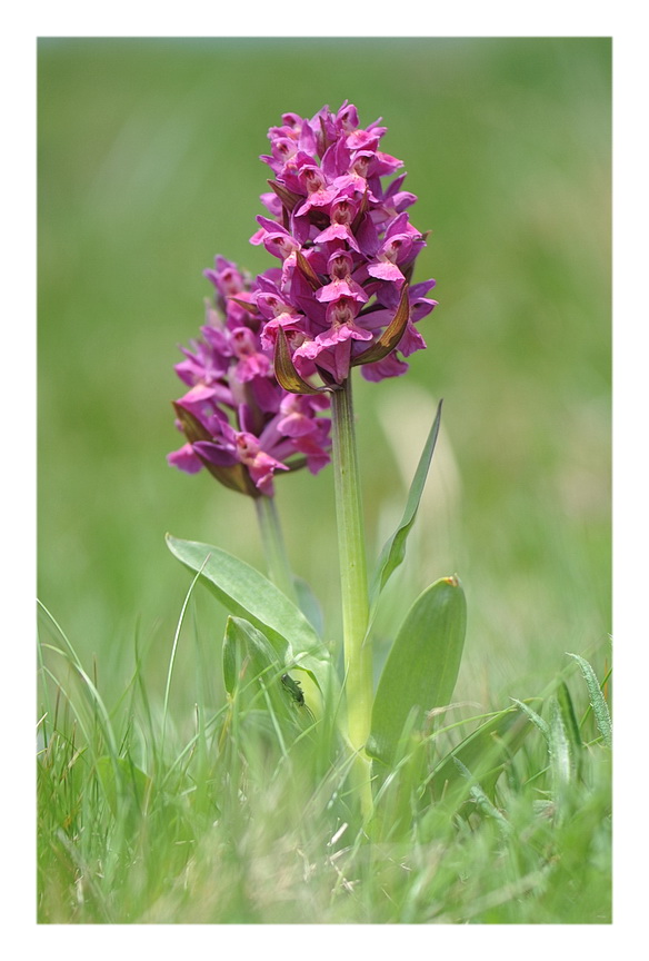Orchidee Venete 2014 - 2