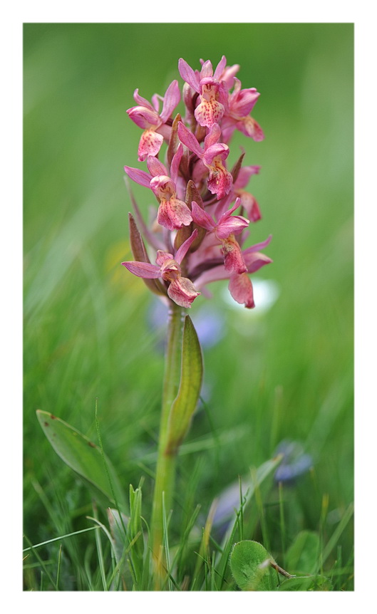 Orchidee Venete 2014 - 2