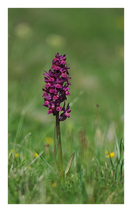ORCHIDEE VENETE 2015 - 2