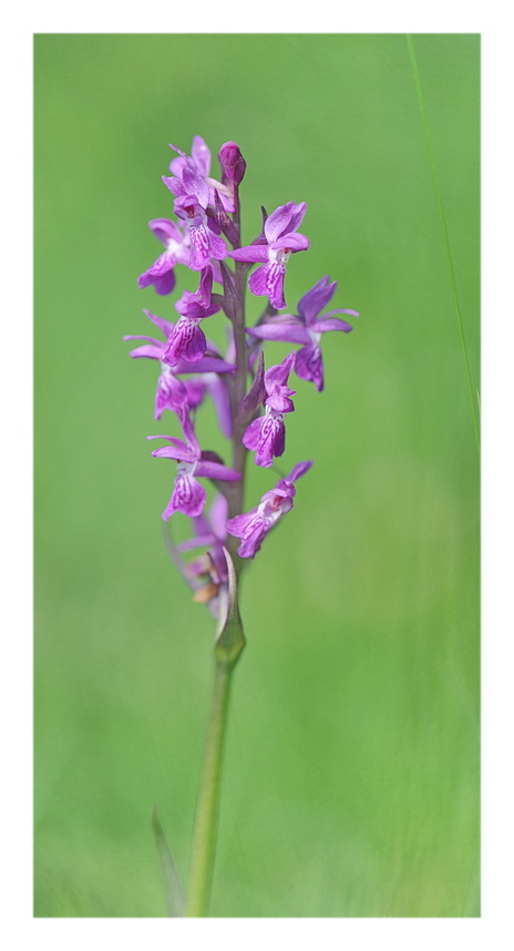 Orchidee Venete 2014 - 2
