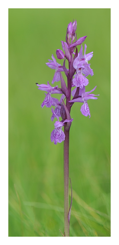 Orchidee Venete 2016 - 4