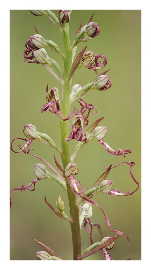 Orchidee Venete 2016 - 8