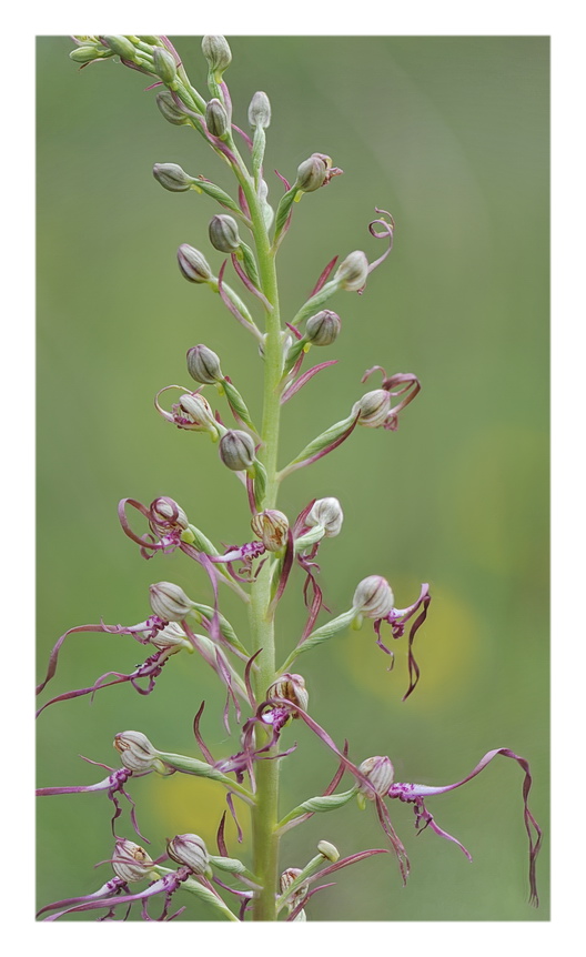 Orchidee Venete 2016 - 8