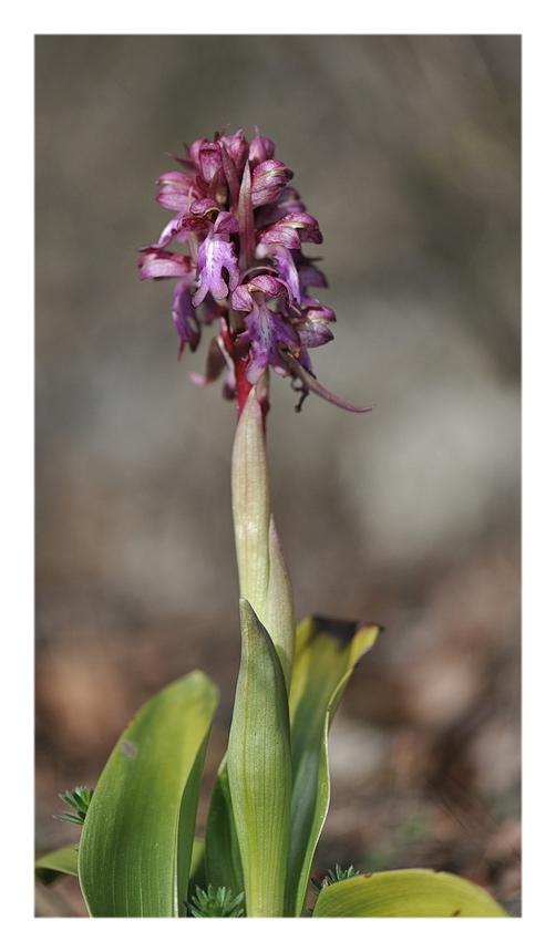 Orchidee Venete 2016 - 8