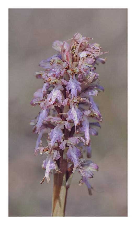 Orchidee Venete 2016 - 8