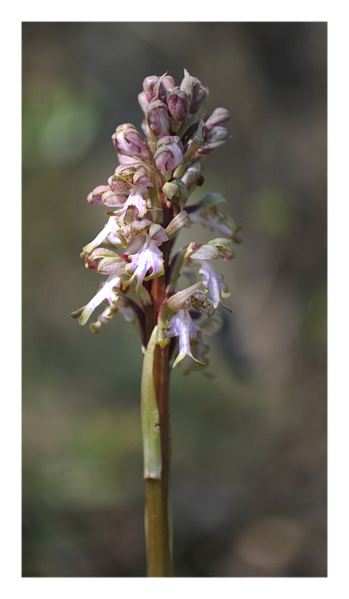 Orchidee Venete 2016 - 8