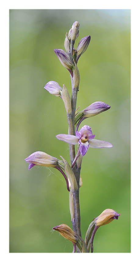 Orchidee Venete 2016 - 8