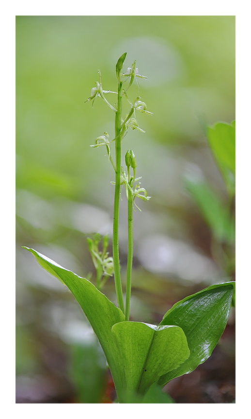 Orchidee Venete 2016 - 8