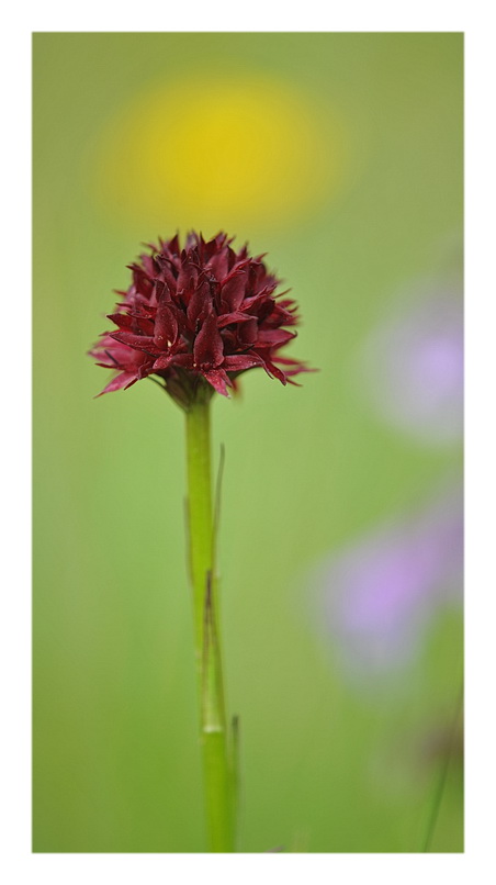 Orchidee Venete 2013 - 5