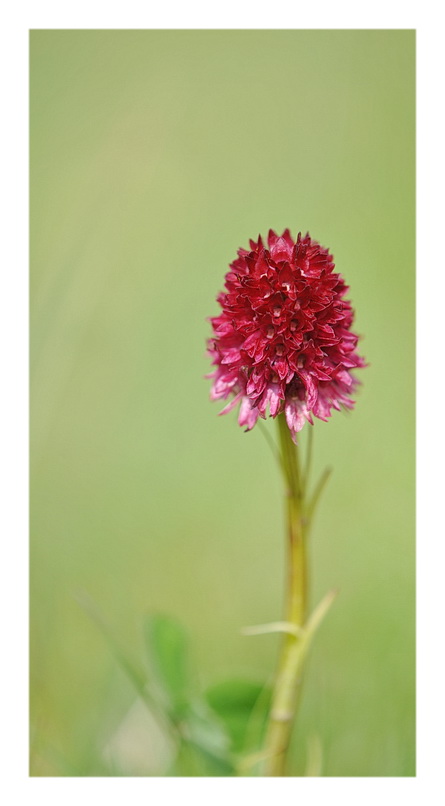 Orchidee Venete 2013 - 5