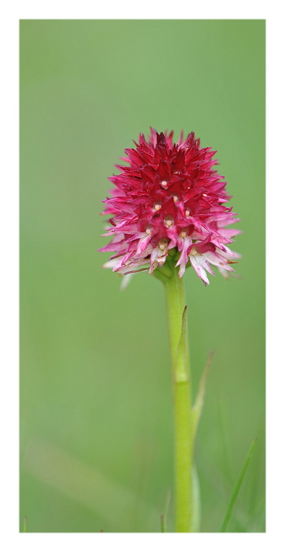 Orchidee Venete 2013 - 5