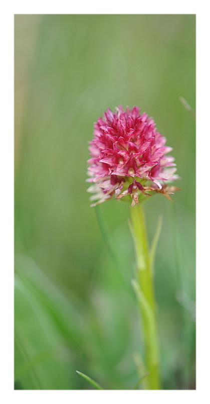 Orchidee Venete 2013 - 5