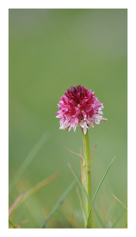 Orchidee Venete 2013 - 5